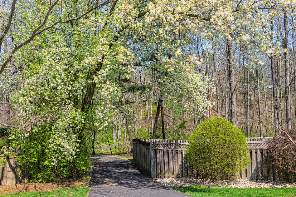 Northern Virginia springtime